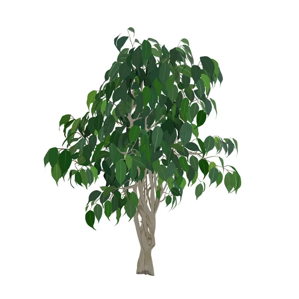 Fico di Benjamin (Ficus benjamina L.) a colori — Vettoriale Stock
