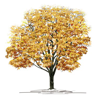 Chestnut (Castanea L.) tree with dense yellow foliage, color vector image on a white background clipart