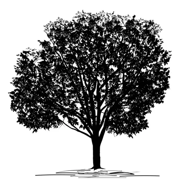 Silueta Árbol Castaño Castanea Con Follaje Denso Imagen Vectorial Negra — Archivo Imágenes Vectoriales