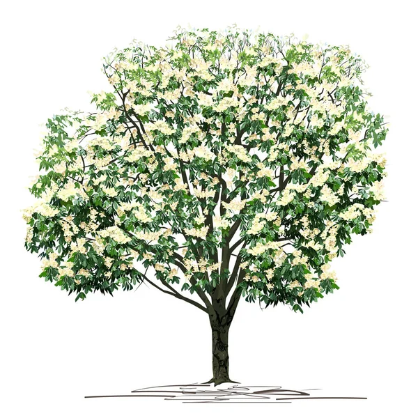 Blommande Kastanj Castanea Träd Med Vita Färger Färgad Vektor Bild — Stock vektor