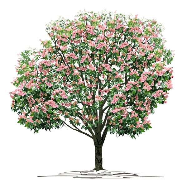 Kvetoucí Kaštan Castanea Strom Růžovými Barvami Barevný Vektorový Obraz Bílém — Stockový vektor