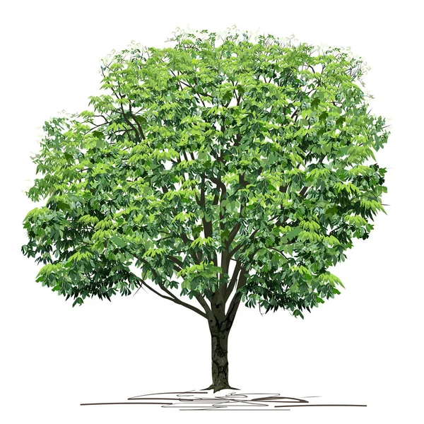 太い緑の葉を持つ栗 Castana 白い背景に着色されたベクトル画像 — ストックベクタ