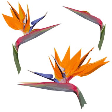 Beyaz arkaplandaki renk vektör görüntüsünde bir kraliyet strelitzia çiçeği (Strelitzia reginae L.)