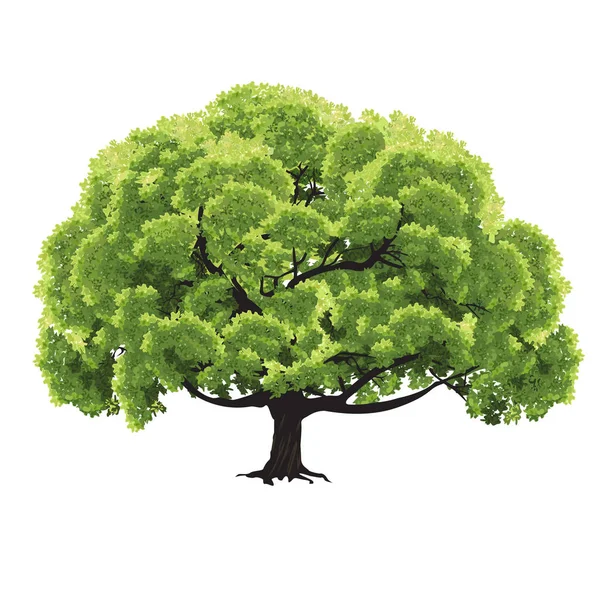 夏に緑色の葉を持つ大きな木 白い背景にカラーベクトルが描かれています — ストックベクタ