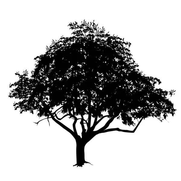 Silueta Árbol Con Hojas Verano Imagen Vectorial Blanco Negro — Archivo Imágenes Vectoriales