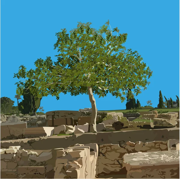 Fikonträd Ficus Carica Sommaren Antika Ruiner Färg Vektor Bild — Stock vektor