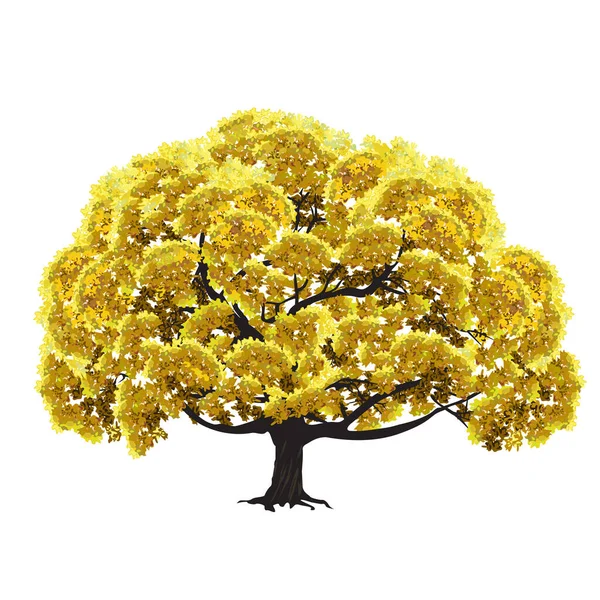 Velký Strom Zeleným Listím Podzim Barevný Vektor Kreslení Bílém Pozadí — Stockový vektor