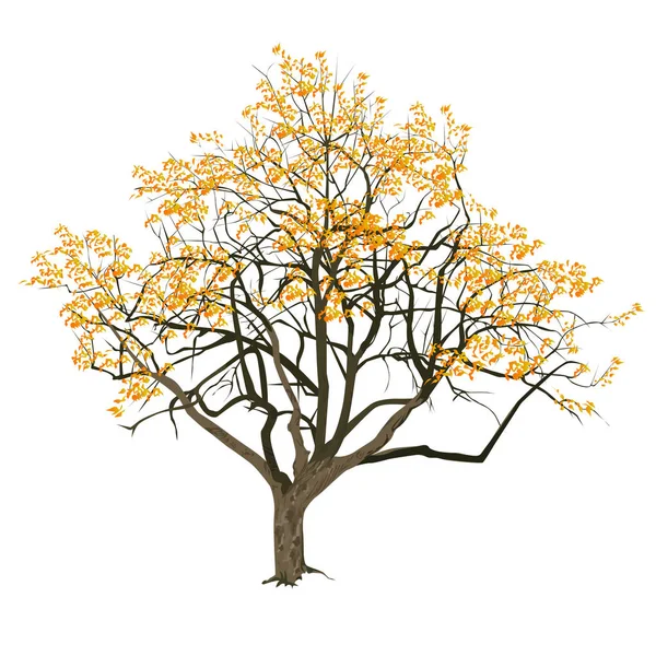 Tree Yellow Leaves Fall Color Vector Image White Background — Stock Vector