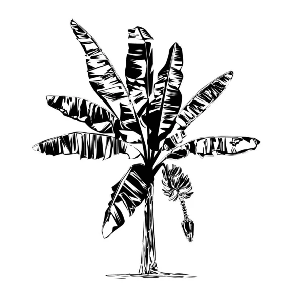 Banane Fleurs Dessin Vectoriel Noir Sur Fond Blanc — Image vectorielle