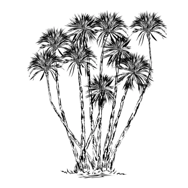 Yucca Flera Stammar Den Svarta Vektor Ritning Vit Bakgrund — Stock vektor