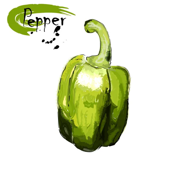Ovoce Zeleného Sladkého Pepře Stylizace Akvarelu Barevný Vektor Kreslení Bílém — Stockový vektor