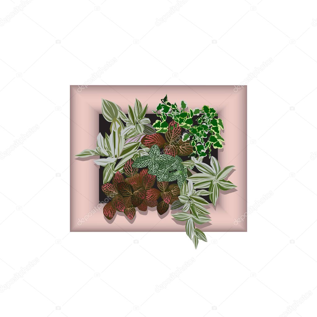Ficus dwarfish (Ficus pumila L.), fittonia silvery (Fittonia argyroneura L.), Vershaffelt's fittonia (Fittonia Verschaffeltii L.) and a tradescantia in a frame for vertical gardening, the color vector image