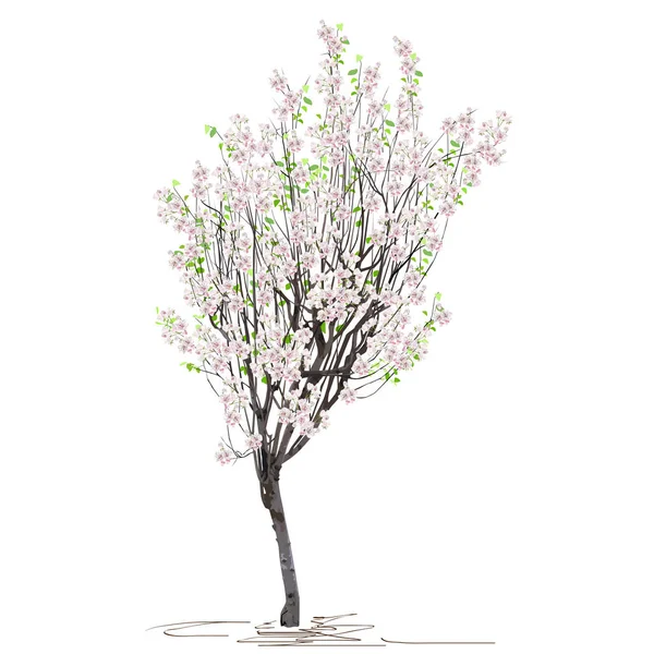 開花中に白い背景に着色されたベクトル画像 Cydonia Obronga の若い木 — ストックベクタ