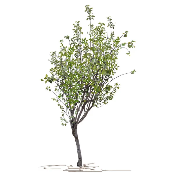 Genç Ağaç Ayva Sıradan Cydonia Oblonga Sonbahar Meyve Toplamadan Sonra — Stok Vektör