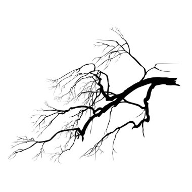 Yapraksız bir meşe dalının silueti, beyaz arkaplandaki siyah vektör resmi