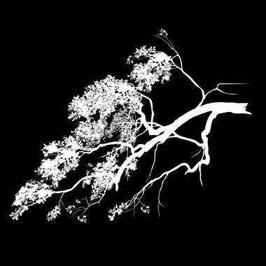 Yapraklı bir meşe dalının silueti, siyah arkaplandaki beyaz vektör resmi