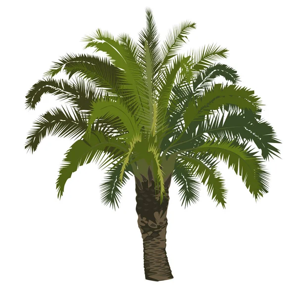 Big Date Palm Tree Color White Background — Stockvektor