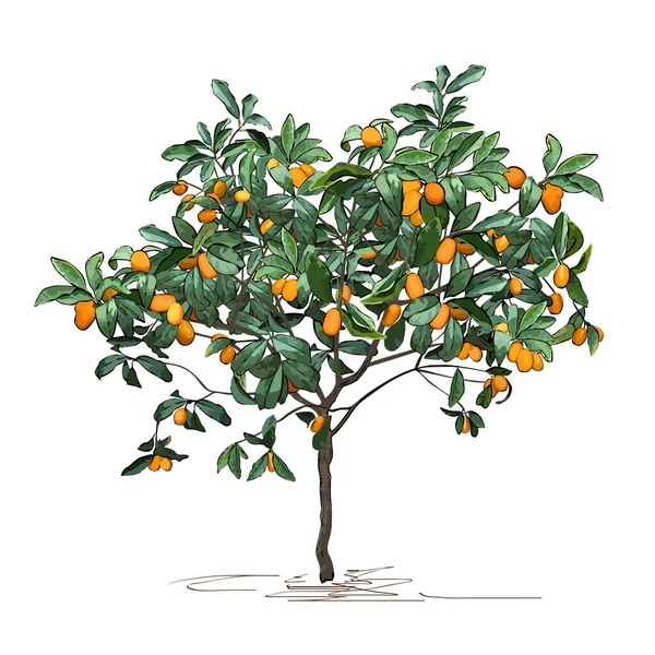 Strom Kumquat Fortunella Swingle Zralým Ovocem Barevný Vektor Obraz Bílém — Stockový vektor