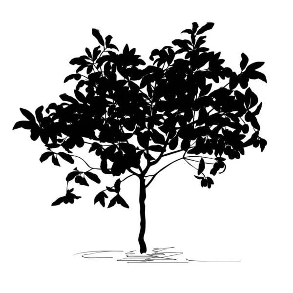 Tree Silhouette Kumquat Fortunella Swingle Black Vector Image White Background — Stock Vector