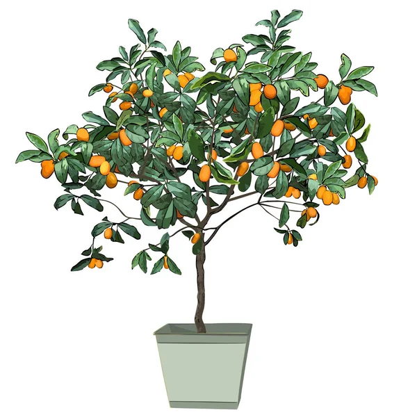 Albero Kumquat Fortunella Swingle Con Frutti Maturi Una Pentola Immagine — Vettoriale Stock