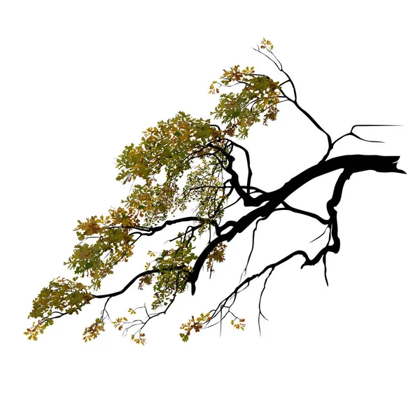 Oak Branch Foliage Fall Color Vector Image White Background — Stockvektor