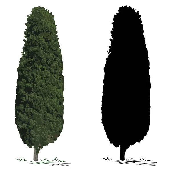 Cypress Cupressus 彩色矢量图像 和黑色矢量图像的柏树轮廓 白色背景 — 图库矢量图片