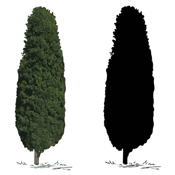 Cipresso Cupressus Immagine Vettoriale Colori Silhouette Cipresso Immagine Vettoriale Nera — Vettoriale Stock