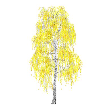 Huş ağacı (Betula L.), sonbahar, sarı yapraklar, beyaz arkaplandaki renk vektör resmi.