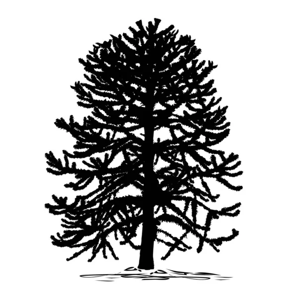 Araucaria (Araucaria L.) ağacının silueti, beyaz arkaplanda siyah vektör resmi
