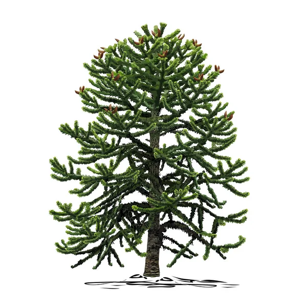 Küçük bir araucaria ağacı (Araucaria L.), beyaz arkaplanda renkli bir vektör görüntüsü.
