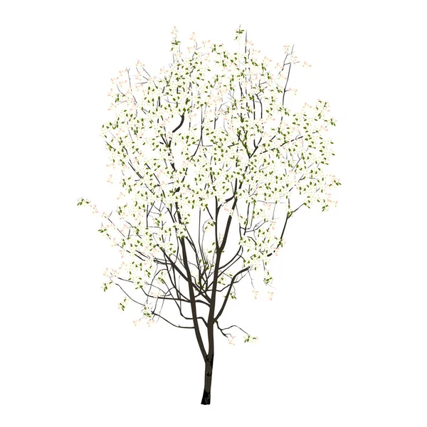 Μικρό Δέντρο Λευκά Λουλούδια Και Μικρά Φύλλα Έγχρωμη Διανυσματική Εικόνα — Διανυσματικό Αρχείο