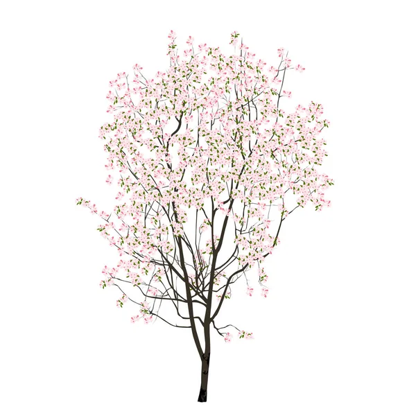 Small Tree Pink Flowers Small Leaves Colored Vector Image White — Stock Vector