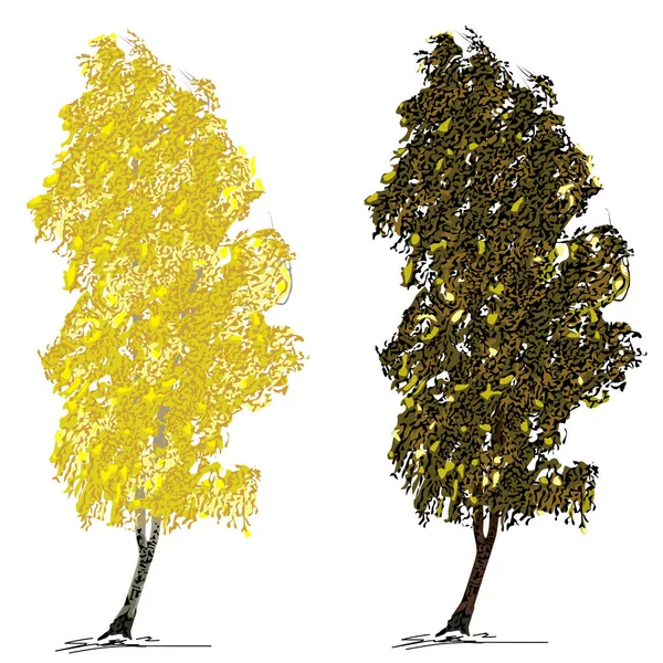 两株有秋天叶子的白桦树 在风中 白色背景上的彩色矢量图像 — 图库矢量图片