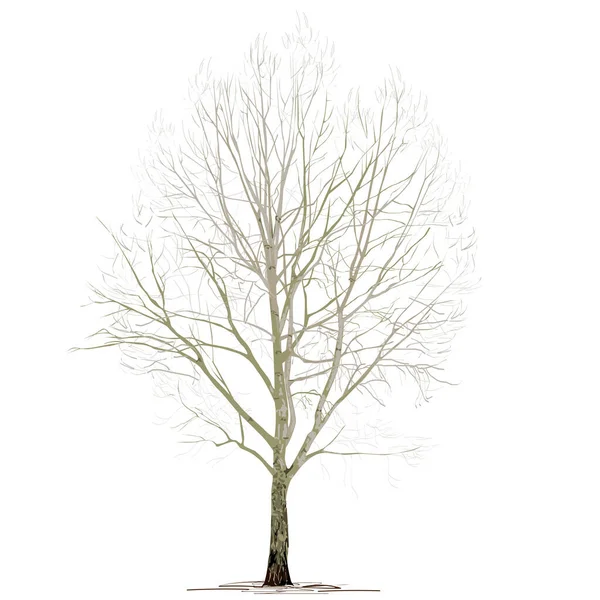 Poplar Populus Χωρίς Φύλλωμα Χειμώνα Έγχρωμη Διανυσματική Εικόνα Λευκό Φόντο — Διανυσματικό Αρχείο