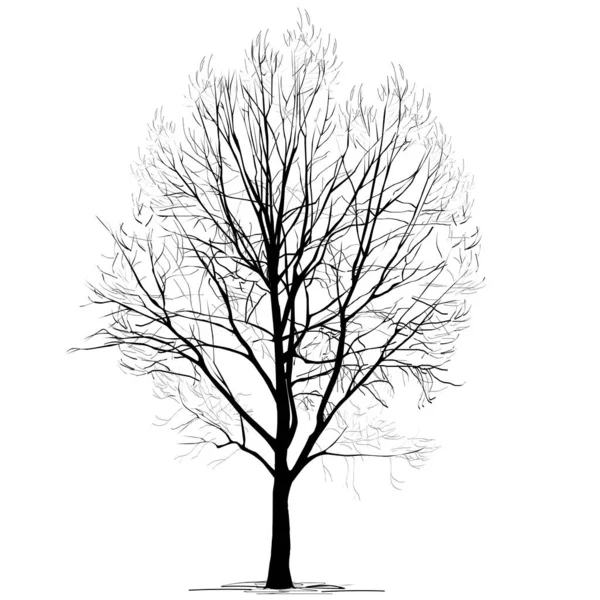 Poplar Populus Silueta Bez Listí Zimě Černobílý Vektorový Obraz Bílém — Stockový vektor