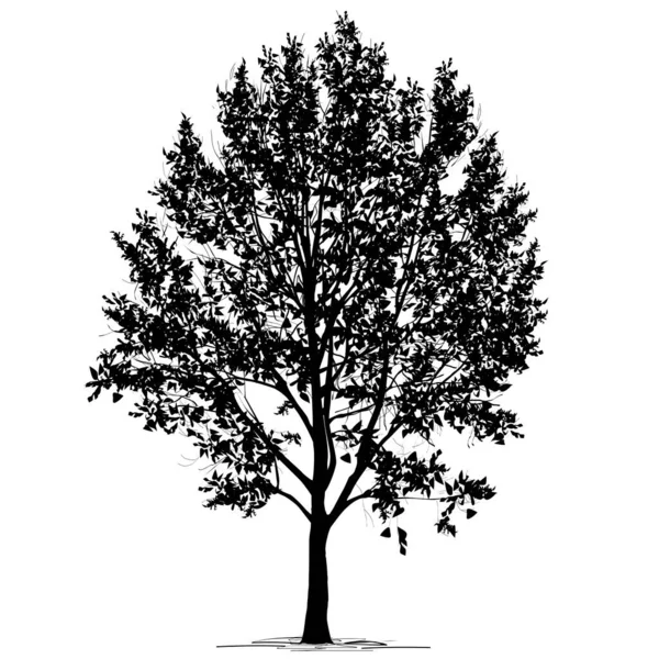 葉を持つポプラ Populus のシルエット 白い背景の黒と白のベクトル画像 — ストックベクタ