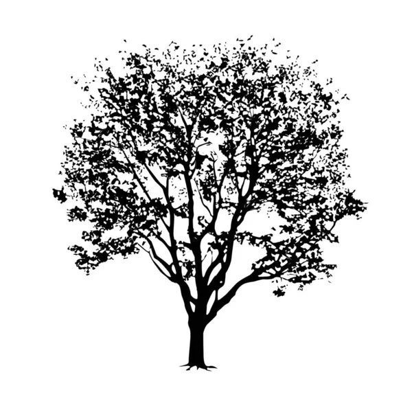 Silueta Árbol Con Follaje Imagen Vectorial Blanco Negro Sobre Fondo — Archivo Imágenes Vectoriales