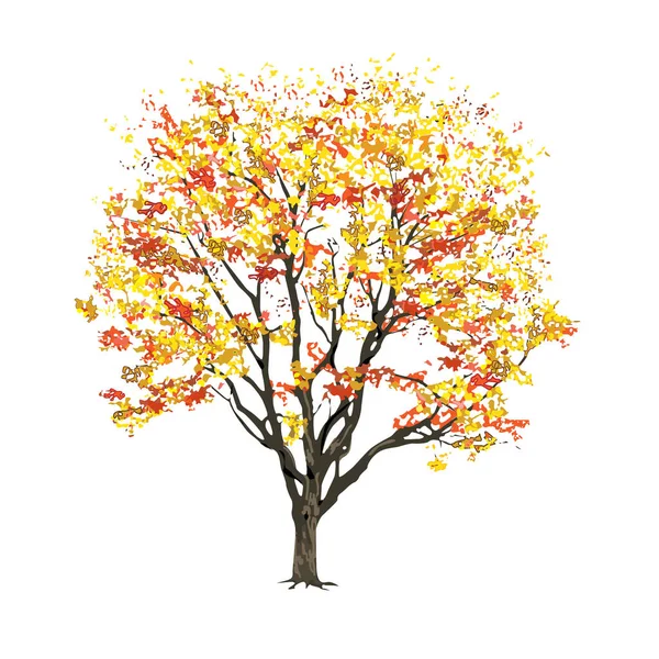 Árvore Com Folhagem Outono Imagem Vetorial Cor Fundo Branco — Vetor de Stock