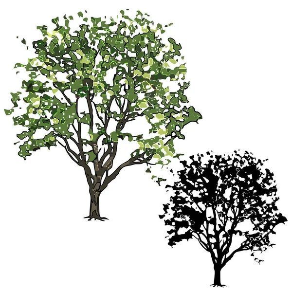 夏天长有叶子的榆树的大树 矢量图像的颜色 喷漆的技术 和白色背景的轮廓 — 图库矢量图片
