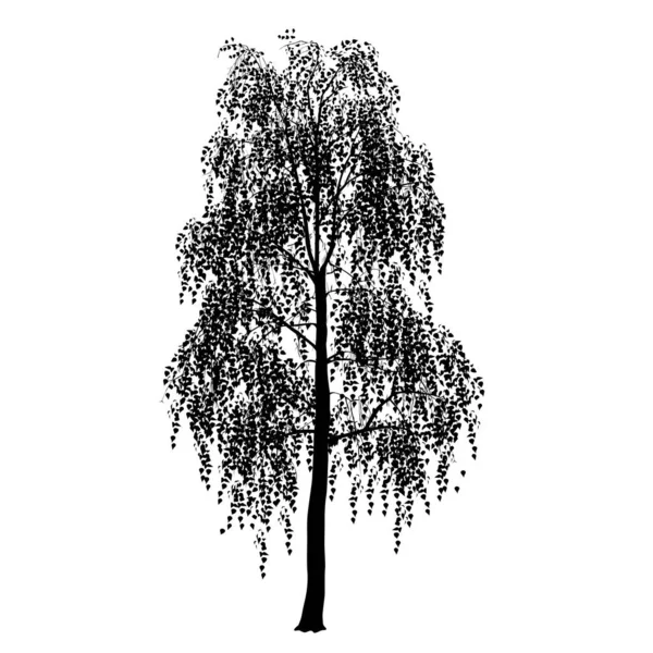 Silueta Abedul Betula Con Follaje Imagen Vectorial Negra Sobre Fondo — Archivo Imágenes Vectoriales