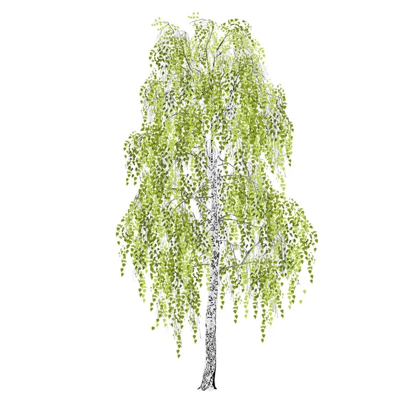 Huş ağacı (Betula L.), bahar veya yaz, yeşil yeşillik, beyaz arka plandaki renk vektör görüntüsü.