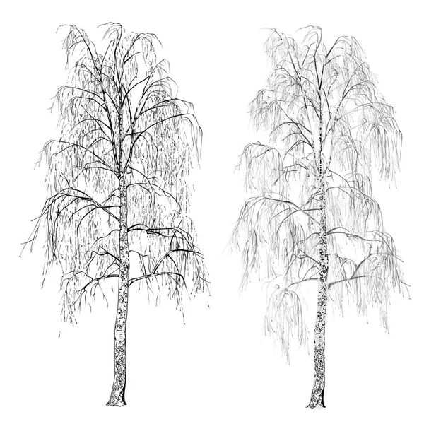 Dos Abedules Betula Sin Hojas Invierno Imagen Vectorial Tonos Grises — Archivo Imágenes Vectoriales