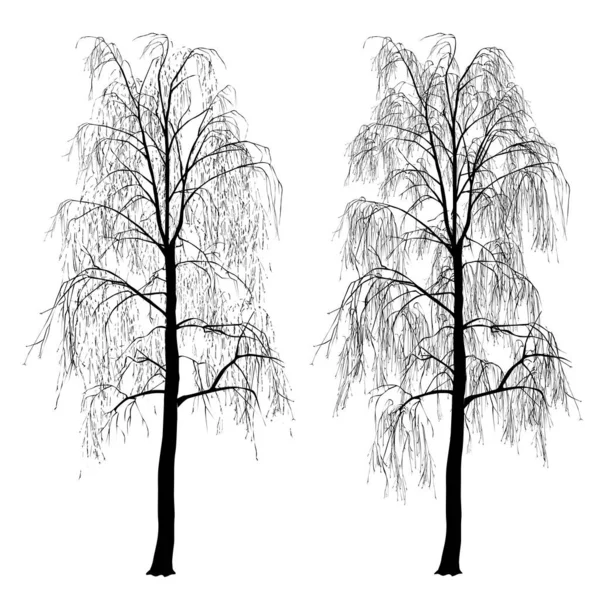 Bir Huş Ağacının Iki Silueti Betula Yapraksız Kış Beyaz Arkaplanda — Stok Vektör