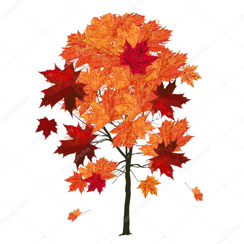 Wood, maple (Acer platanoides L.), large red leaves in autumn, colored vector image on white background