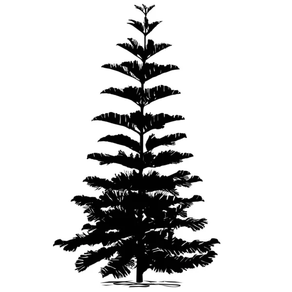 Siluet daima yeşil kozalaklı araucaria çeşitliliği (Araucaria heterophylla L., Norfolk çamı, Norfolk Adası çamı, Polinezya çamı), beyaz arkaplanda siyah vektör görüntüsü