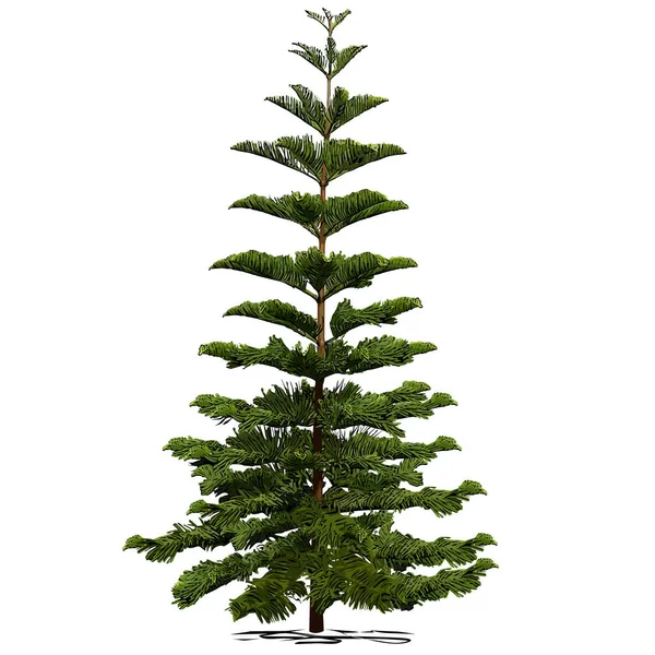Evergreen kozalaklı araucaria çeşitliliği (Araucaria heterophylla L., Norfolk çamı, Norfolk adası çamı, Polinezya çamı), beyaz arkaplanda renkli vektör görüntüsü