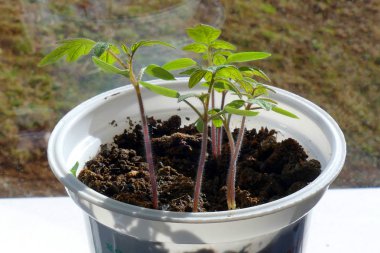 Genç fidan domates.