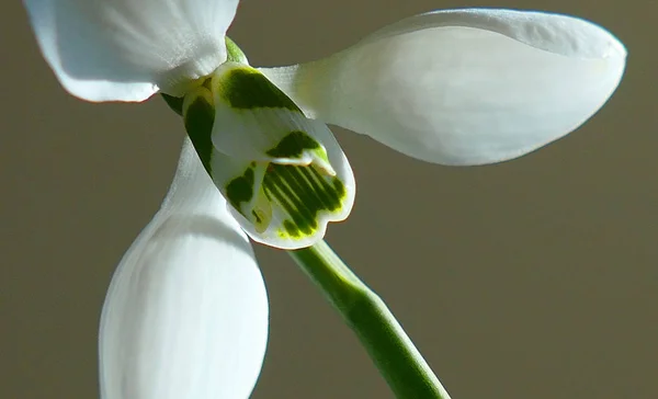 Closeup blooming snowdrops on a gray background. — Stock Photo, Image