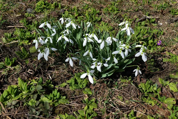 Ev bahçesinde çiçek açan kardelen.