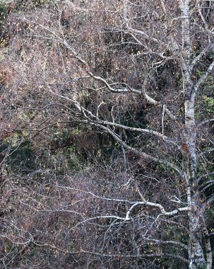 Geç sonbaharda. Küçük huş ağacı yaprakları.
